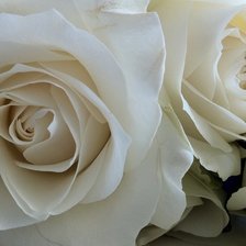 Оригинал схемы вышивки «Белые розы» (№636762)