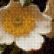 Предпросмотр схемы вышивки «цветущий шиповник» (№639151)