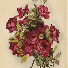 Схема вышивки «букет алых роз»