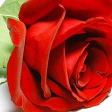 Схема вышивки «красная роза эмблема любви»