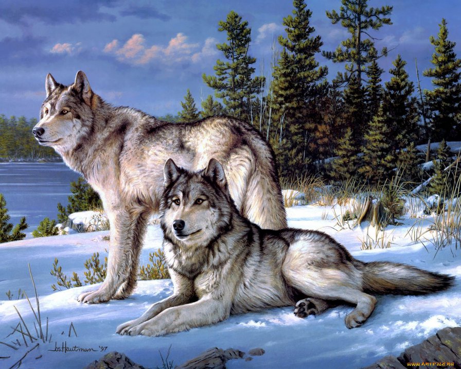 Волки - природа, животные, волки - оригинал