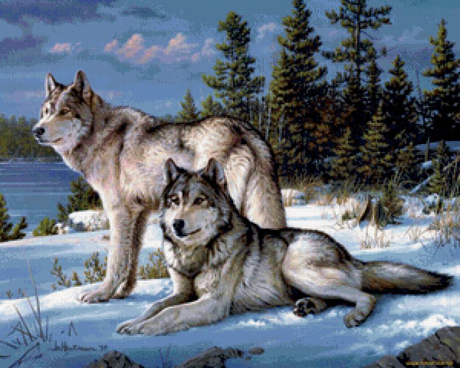 Волки - природа, животные, волки - предпросмотр