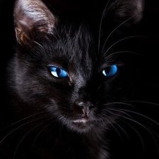 Схема вышивки «Чёрный кот.»