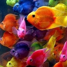 Схема вышивки «разноцветные рыбки»