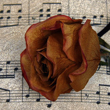 Оригинал схемы вышивки «Роза и ноты» (№645227)