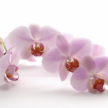 Схема вышивки «орхидея2»