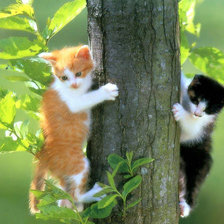 двое на дереве