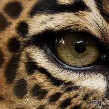 Схема вышивки «глаз леопарда»