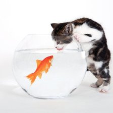 кошка с аквариумом