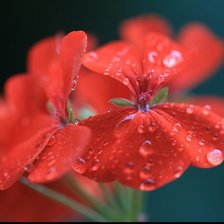 красный цветок в росе