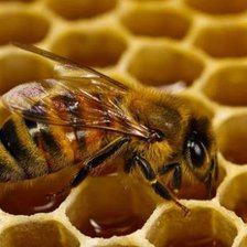 пчела и соты