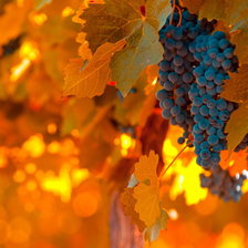 Схема вышивки «Осенний виноград»