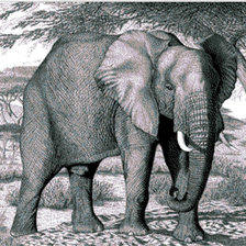Оригинал схемы вышивки «слон» (№662546)