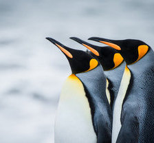 Схема вышивки «пингвины»
