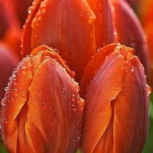 Схема вышивки «красные тюльпаны в росе»