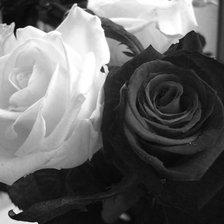 Схема вышивки «черно-белые розы»