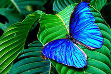 Схема вышивки «синяя бабочка»