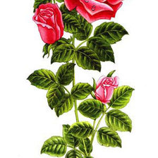 Схема вышивки «Серия "Цветы": Красные розы»