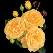 Схема вышивки «Серия "Цветы": Жёлтые розы-2»