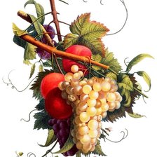 Оригинал схемы вышивки «пано виноград» (№671324)