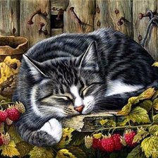 Спящий кот в малине