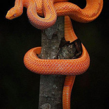 Схема вышивки «Мудрость змеи.»