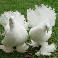 Схема вышивки «Пара голубей»