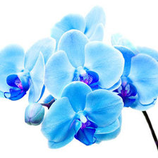Схема вышивки «Синяя орхидея»