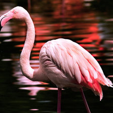 Фламинго 2
