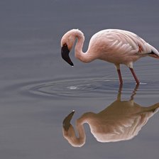 Фламинго 3