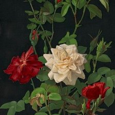Схема вышивки «розы на черном»