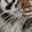 Предпросмотр схемы вышивки «тигр» (№702581)