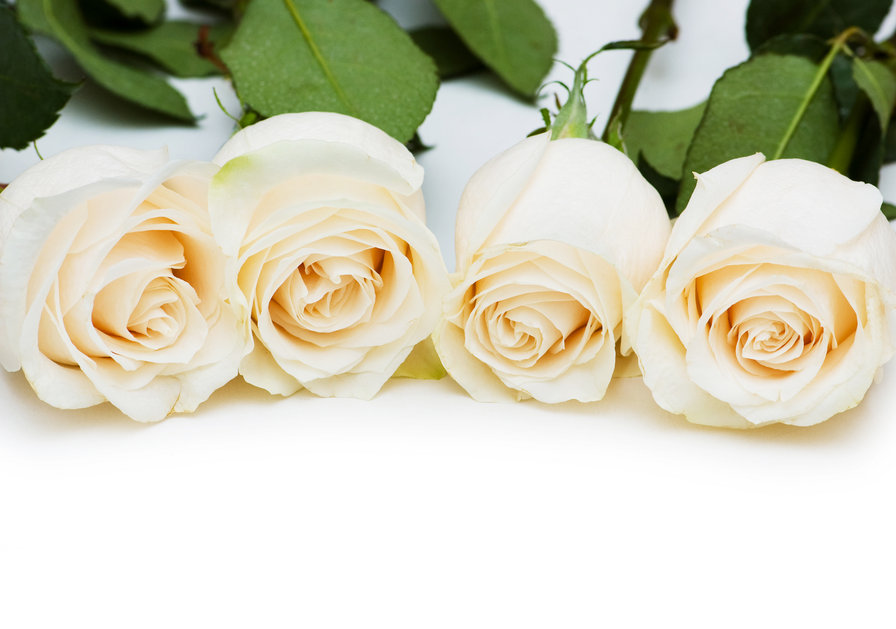 Белые розы - красота, розы, цветы, белые цветы - оригинал