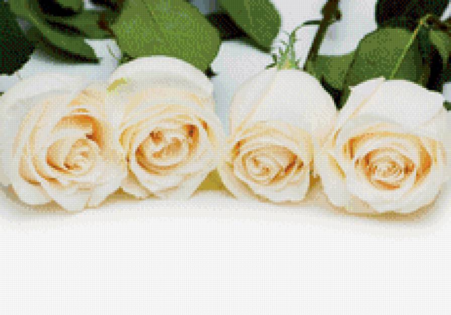 Белые розы - цветы, красота, розы, белые цветы - предпросмотр