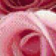 Предпросмотр схемы вышивки «Розы розовые» (№706314)