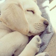 Схема вышивки «спящий щенок»