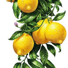 Оригинал схемы вышивки «Лимоны» (№708542)