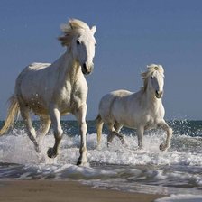 Лошади на воде