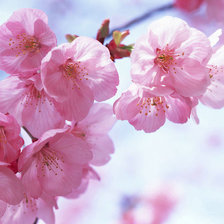 Схема вышивки «Цветы, весна, цветущее дерево»