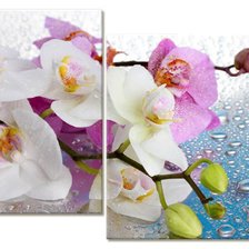 Оригинал схемы вышивки «Орхидея диптих» (№712407)