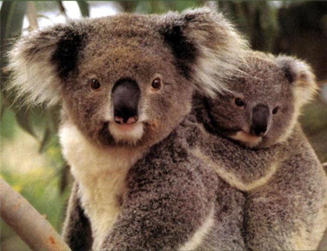 Коала - животные, коала - оригинал