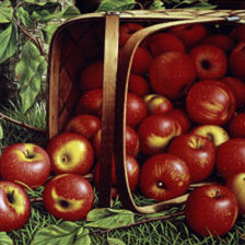 Оригинал схемы вышивки «Сочные яблочки» (№714752)