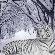 Оригинал схемы вышивки «Белый тигр» (№715711)