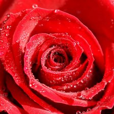 Схема вышивки «роза красная»