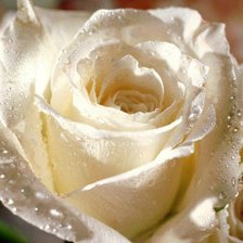 Оригинал схемы вышивки «белая роза» (№718614)