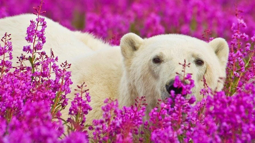 Белый мишка. - весна, белый медведь, цветы, умка - оригинал