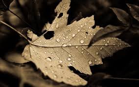 Осень - капли дождя, кленовый лист - оригинал