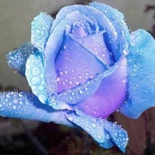 Схема вышивки «роза голубая»