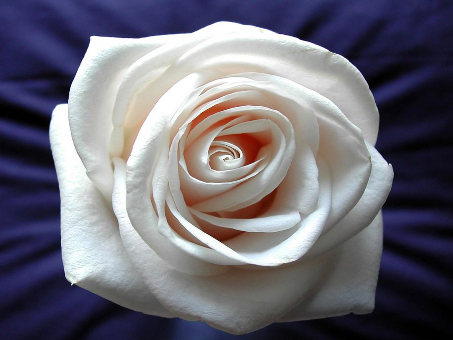 белая роза - цветок, розы, белый - оригинал