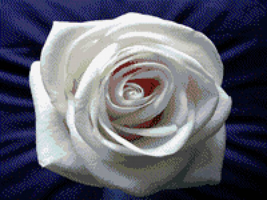 белая роза - цветок, белый, розы - предпросмотр